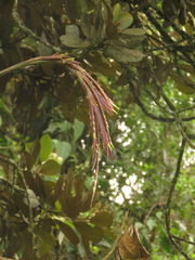 Tillandsia robusta
