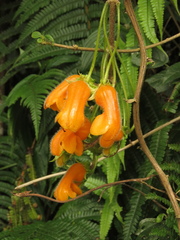 Columnea strigosa