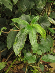 Columnea strigosa