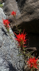 Castilleja pruinosa