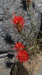 Castilleja pruinosa