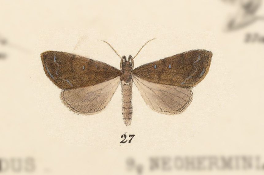 Rejectaria antorides