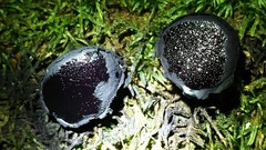 Camarops petersii