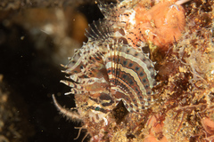 Dendrochirus brachypterus