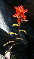 Castilleja pruinosa