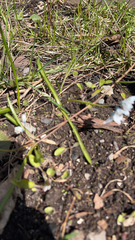 Puschkinia scilloides