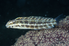 Petroscirtes variabilis