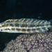 Variable Sabretooth Blenny - Photo (c) Mark Rosenstein, some rights reserved (CC BY-NC), uploaded by Mark Rosenstein