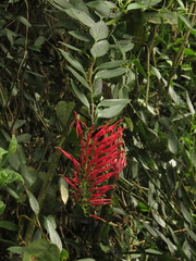 Siphocampylus retrorsus