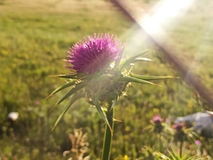 Silybum marianum