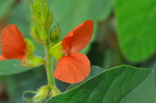 Macroptilium martii