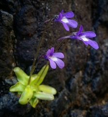 Pinguicula macroceras