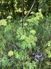 Thaspium chapmanii