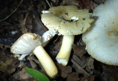 Russula pulverulenta