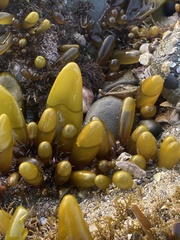 Halosaccion glandiforme