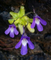 Pinguicula macroceras