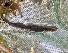 Lissotriton vulgaris