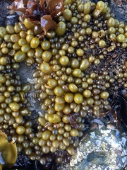 Halosaccion glandiforme
