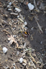 Eutrepsia haemataria