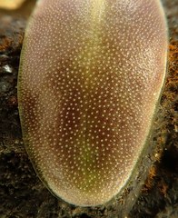 Pinguicula macroceras