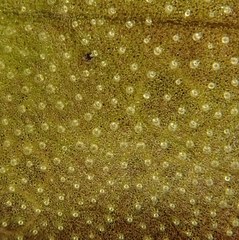 Pinguicula macroceras