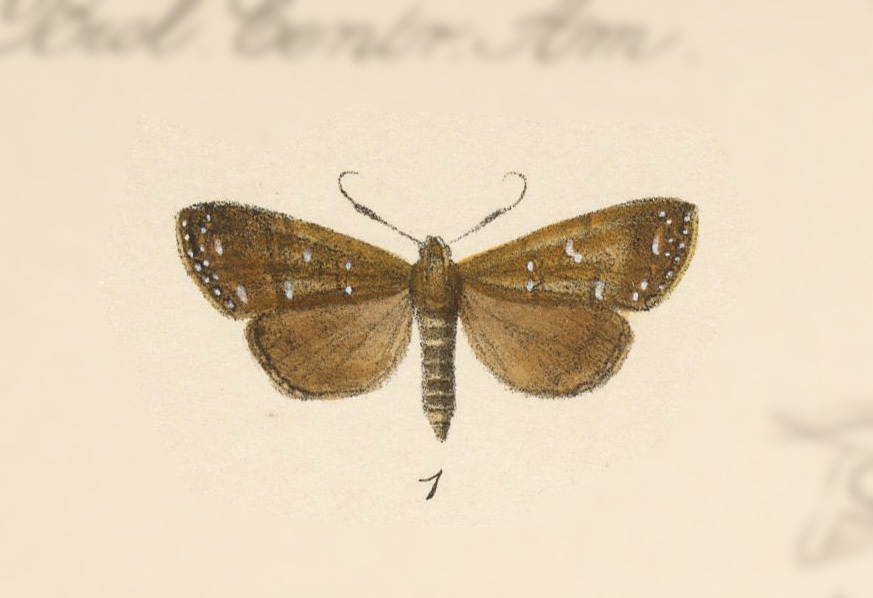Aristaria anteros