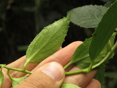 Siphocampylus retrorsus