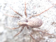 Alopecosa pulverulenta