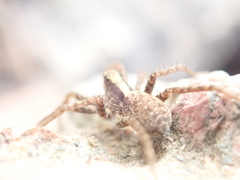 Alopecosa pulverulenta