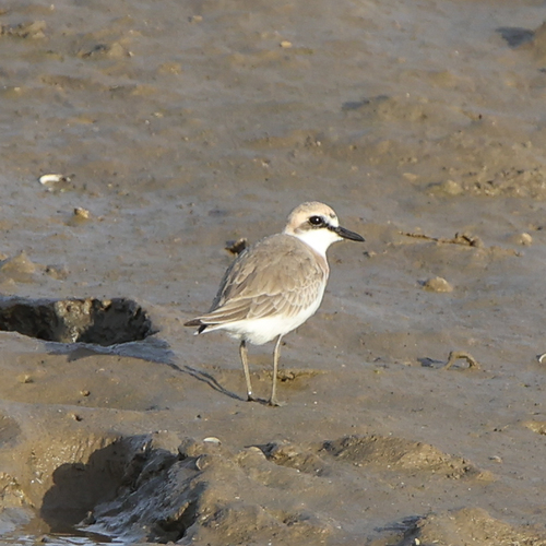 Greater Sand-Plover, Portimão, 8500, Portugal, photo 6 of 10