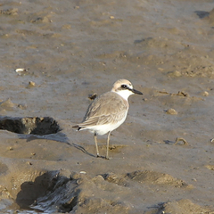 Charadrius leschenaultii columbinus