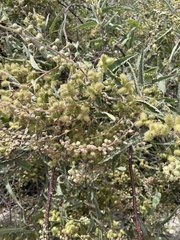 Ambrosia ambrosioides