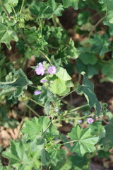 Malva parviflora