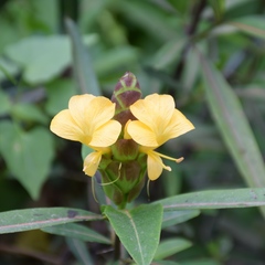 Barleria lupulina