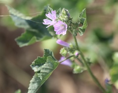 Malva parviflora