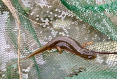 Lissotriton vulgaris