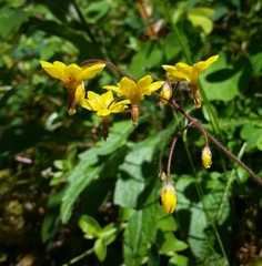 Vancouveria chrysantha