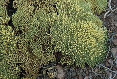Pycnophyllum tetrastichum