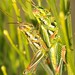 Snakeweed Grasshopper - Photo (c) Margarethe Brummermann, some rights reserved (CC BY-NC-SA)