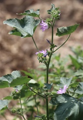 Malva parviflora