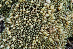 Pycnophyllum tetrastichum
