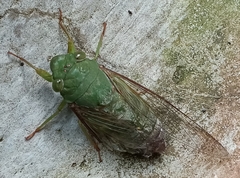 Dundubia