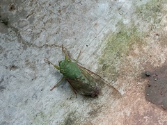 Dundubia