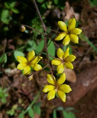 Vancouveria chrysantha