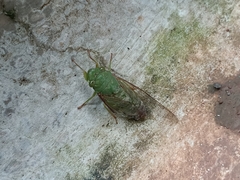 Dundubia