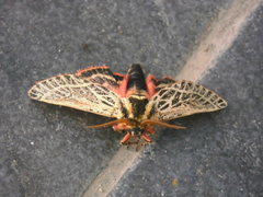 Chlanidophora albicancellata
