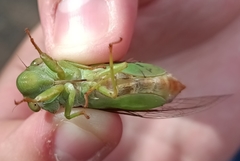 Dundubia