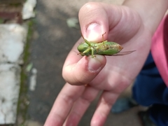 Dundubia