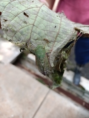 Dundubia