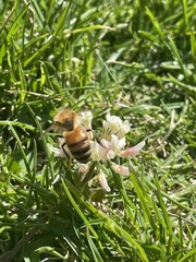 Apis mellifera